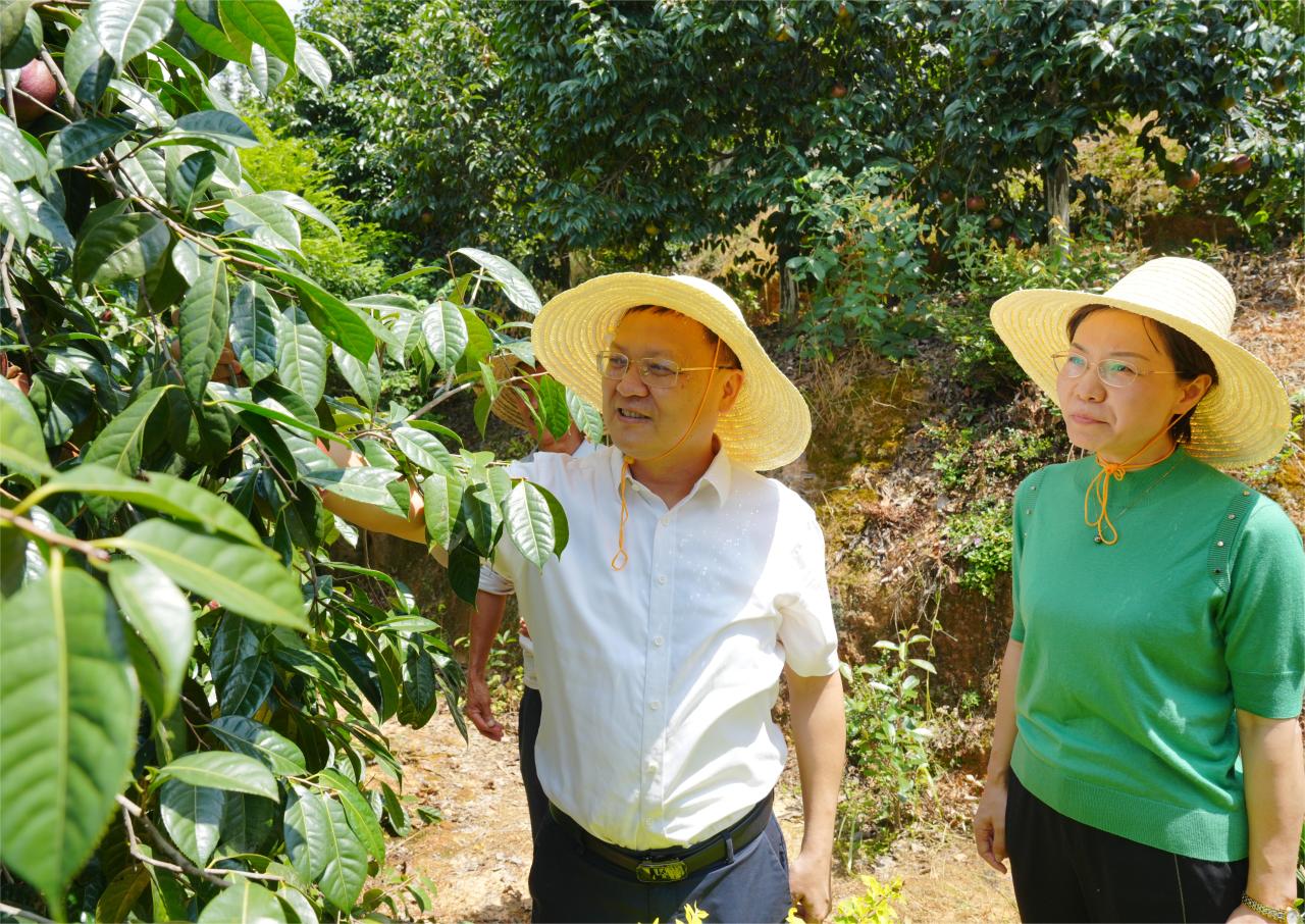 3-临塘乡大屋村红花油茶基地调研林业产业发展工作 (1).JPG